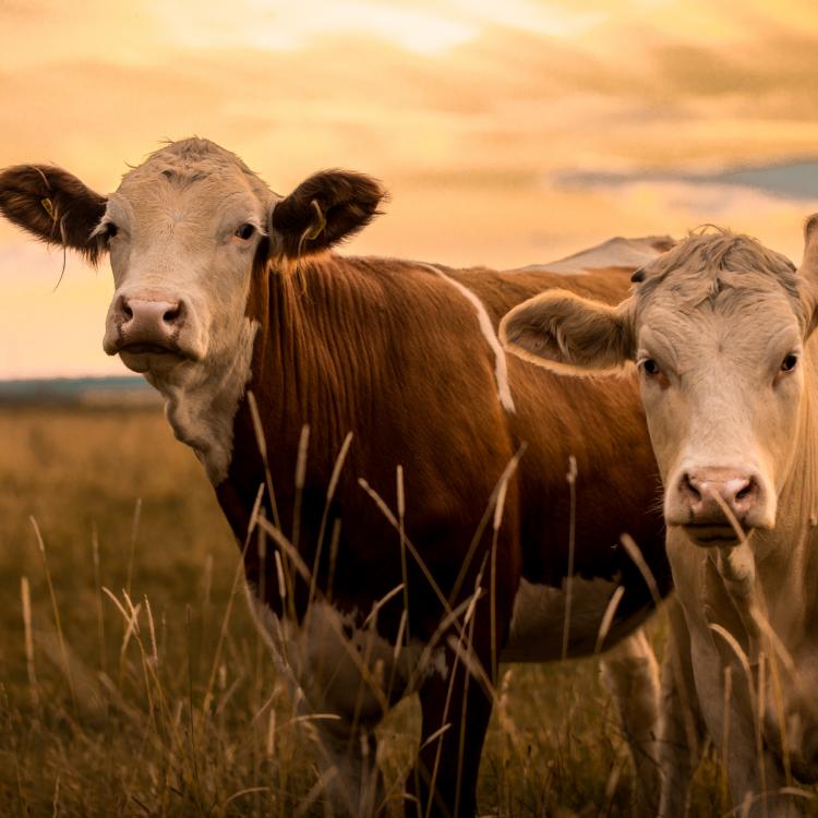  Cattle in Field