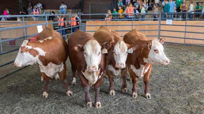 Cattle in Pen